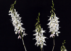 Barkeria lindleyana fma. albescens