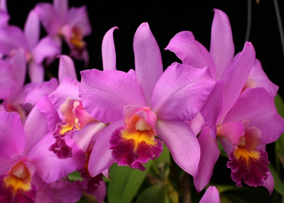 Brassolaeliocattleya Adventurer 'Crothers'