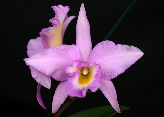 Brassolaeliocattleya Cinco De Mayo