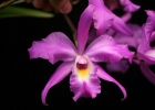 Brassolaeliocattleya Mac Lambert