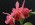 Brassolaeliocattleya My My