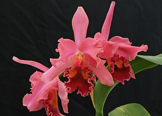 Brassolaeliocattleya My My