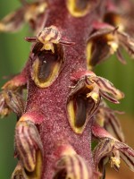 Bulbophyllum saurocephalum