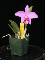Cattleya Adrienne 'Santa Barbara', HCC/AOS