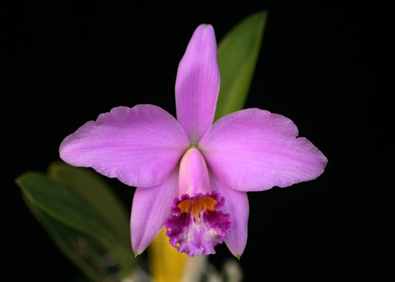 Cattleya Adrienne 'Santa Barbara', HCC/AOS