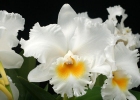 Cattleya Alfresco 'St Tropez'