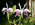 Cattleya Callistoglossa var. coerulea