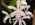 Cattleya intermedia var. suavissima