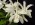 Cattleya intermedia fma. alba 'Little Giant'