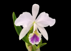 Cattleya labiata fma. coerulea