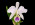 Cattleya labiata fma. coerulea