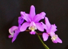 Cattleya loddigesii