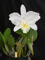 Cattleya Marjorie Hausermann 'York', HCC/AOS