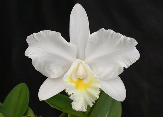 Cattleya Marjorie Hausermann 'York', HCC/AOS