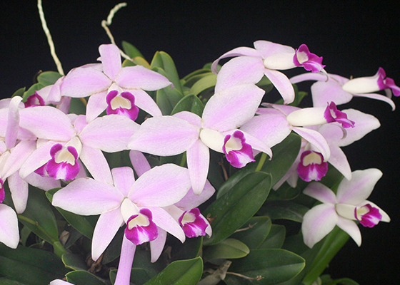 Cattleya Pastoral Symphony Sunkissed Seashell At Santa Barbara Orchid Estate