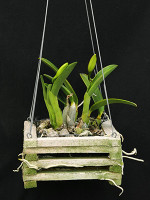 Cattleya pumila 'SanBar Stunner'