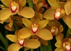 Cymbidium African Adventure 'Arab Trader'
