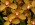 Cymbidium African Adventure 'Arab Trader'