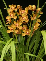 Cymbidium African Adventure 'Arab Trader'