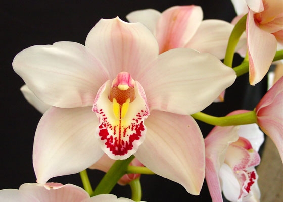 Cymbidium Bengal Bay 'Dee', HCC/AOS, B/CSA