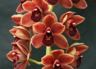 Cymbidium Dr. Len 'Ruby Sunset'