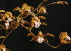 Cymbidium erythraeum seedlings