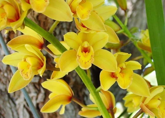 Cymbidium Nonna 'Goldilocks', AM/AOS, B/CSA