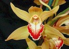Cymbidium Pearl 'Magnificum', FCC/RHS
