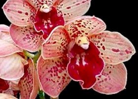 Cymbidium Pinata 'SanBar Spots', AD/CSA