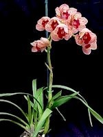 Cymbidium Pinata 'SanBar Spots', AD/CSA