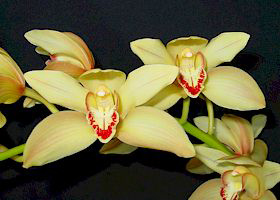 Cymbidium President Wilson 'Gold Medal'