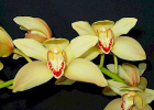 Cymbidium President Wilson 'Gold Medal'