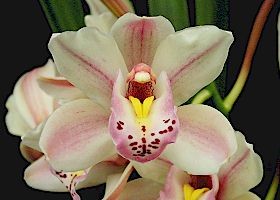 Cymbidium Showgirl 'Lily Langtry', HCC/AOS, B/CSA