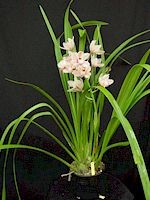 Cymbidium Showgirl 'Lily Langtry', HCC/AOS, B/CSA