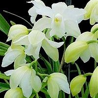 Cymbidium Sussex Dawn 'Alba White Second'