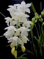Cymbidium Sussex Dawn 'Alba White Second'