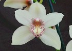 Cymbidium Trigo Royale 'Ridgeway', HCC/AOS