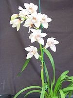 Cymbidium Trigo Royale 'Ridgeway', HCC/AOS