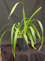 Cymbidium Trigo Royale 'Ridgeway', HCC/AOS