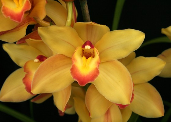 Cymbidium Valya Craig 'Sutherland', AM/AOS