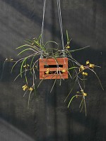 Dendrobium Aussie Fireflies
