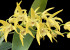 Dendrobium Australian Goldrush