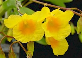 Dendrobium capillipes