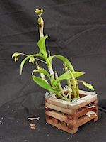Dendrobium capillipes