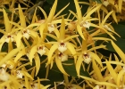 Dendrobium Star of Riverdene 'Fireworks'