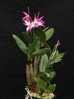 Dendrobium Tasman Lady 'Autumn Belle'