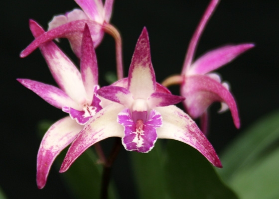 Dendrobium Tasman Lady 'Autumn Belle'