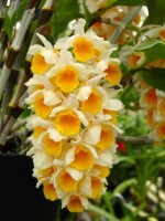 Dendrobium thyrsiflorum