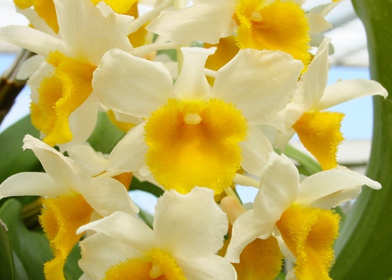 Dendrobium thyrsiflorum