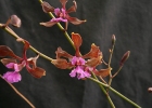 Encyclia hanburyi 'SanBar Rosewood'